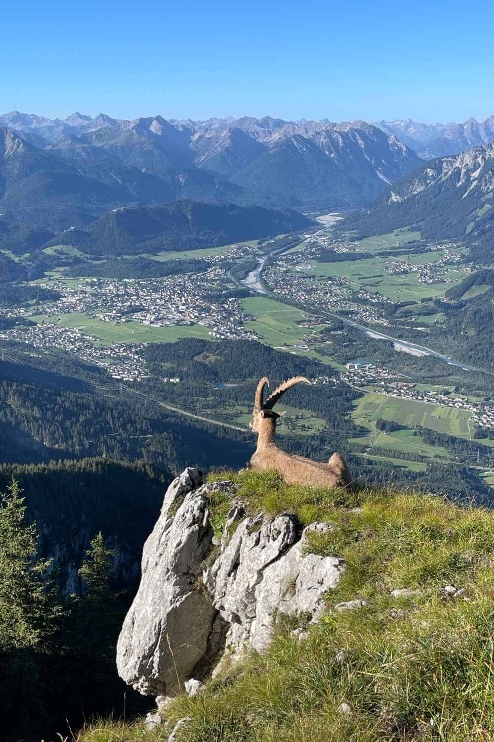 view from the Säuling mountain with a Capricorn and Reutte district in Tyrol