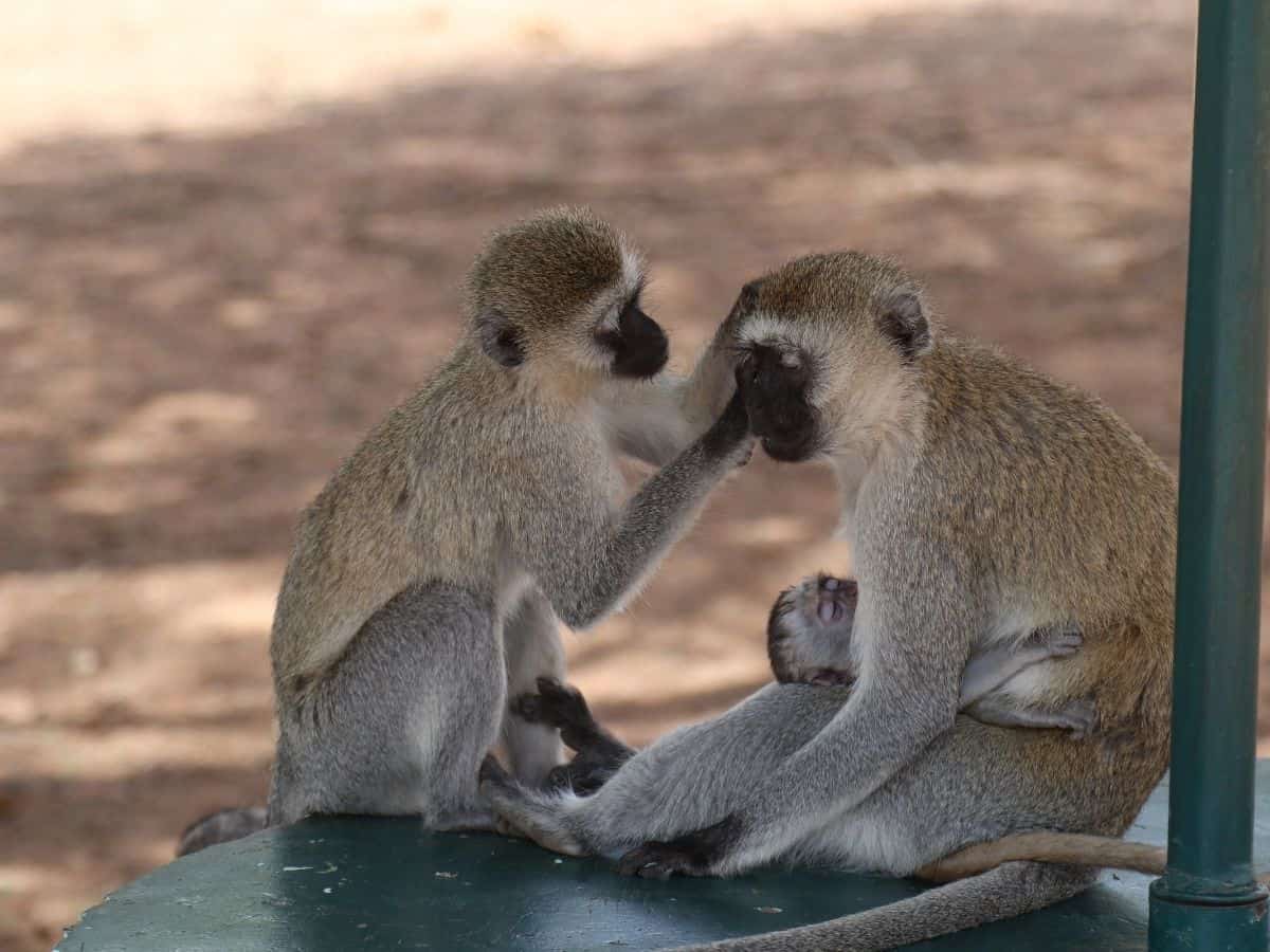 Affenmutter mit Baby und Affe der die Mutter laust im Tarangire Nationalpark 