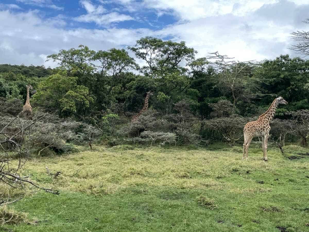 Giraffen im Arusha Nationalpark Tansania