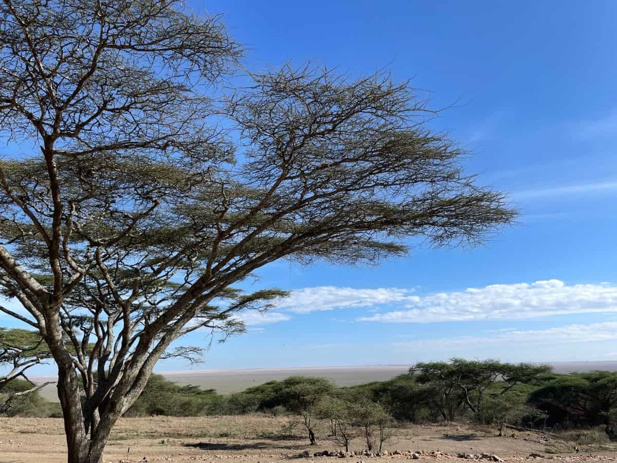 Blick vom Einfahrtstor in Richtung der weiten Ebenen der Serengeti