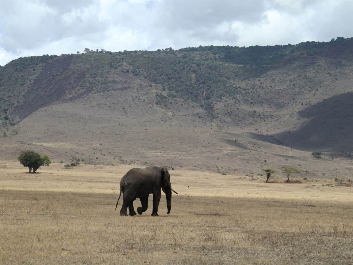 einsamer Elefant in der Ngorongoro Conversation Area