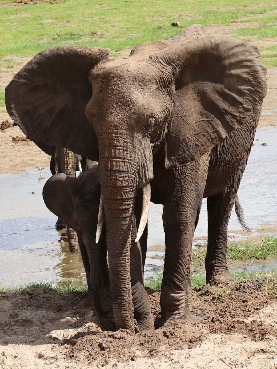 Elefant und Babyelefant am Wasser im Tarangire Nationalpark in Tansania