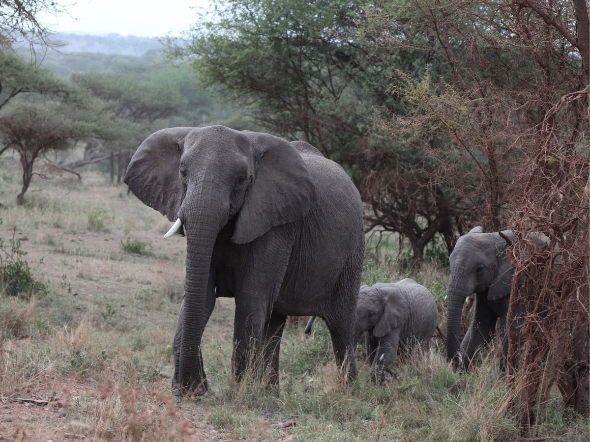 Elefanten und Babyelefanten in der Serengeti umgeben von Büschen und Sträuchern