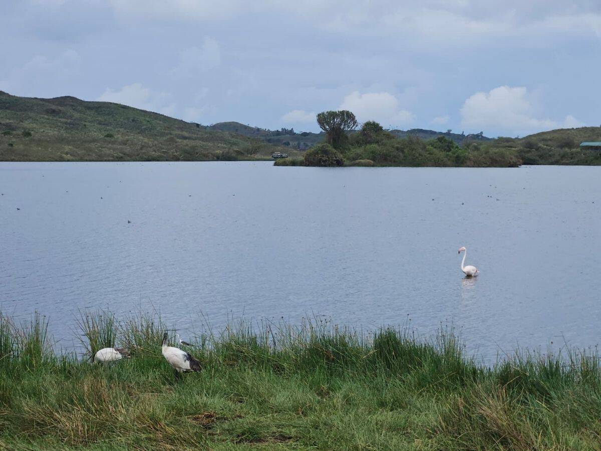 Flamingo im See im Arusha Nationalpark