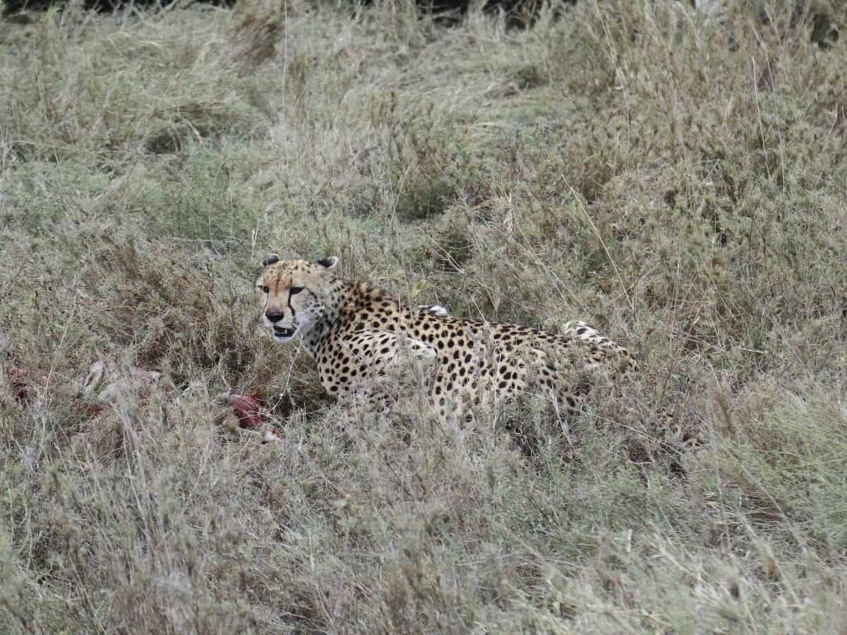 Gepard beim Fressen einer Antilope im Serengeti Nationalpark