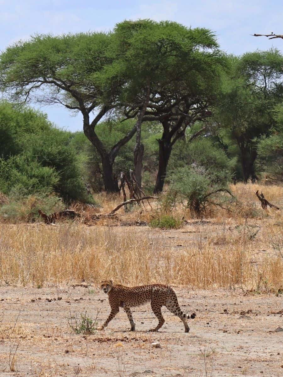 Gepard vor typischer Landschaft im Tarangire Nationalpark Tansania
