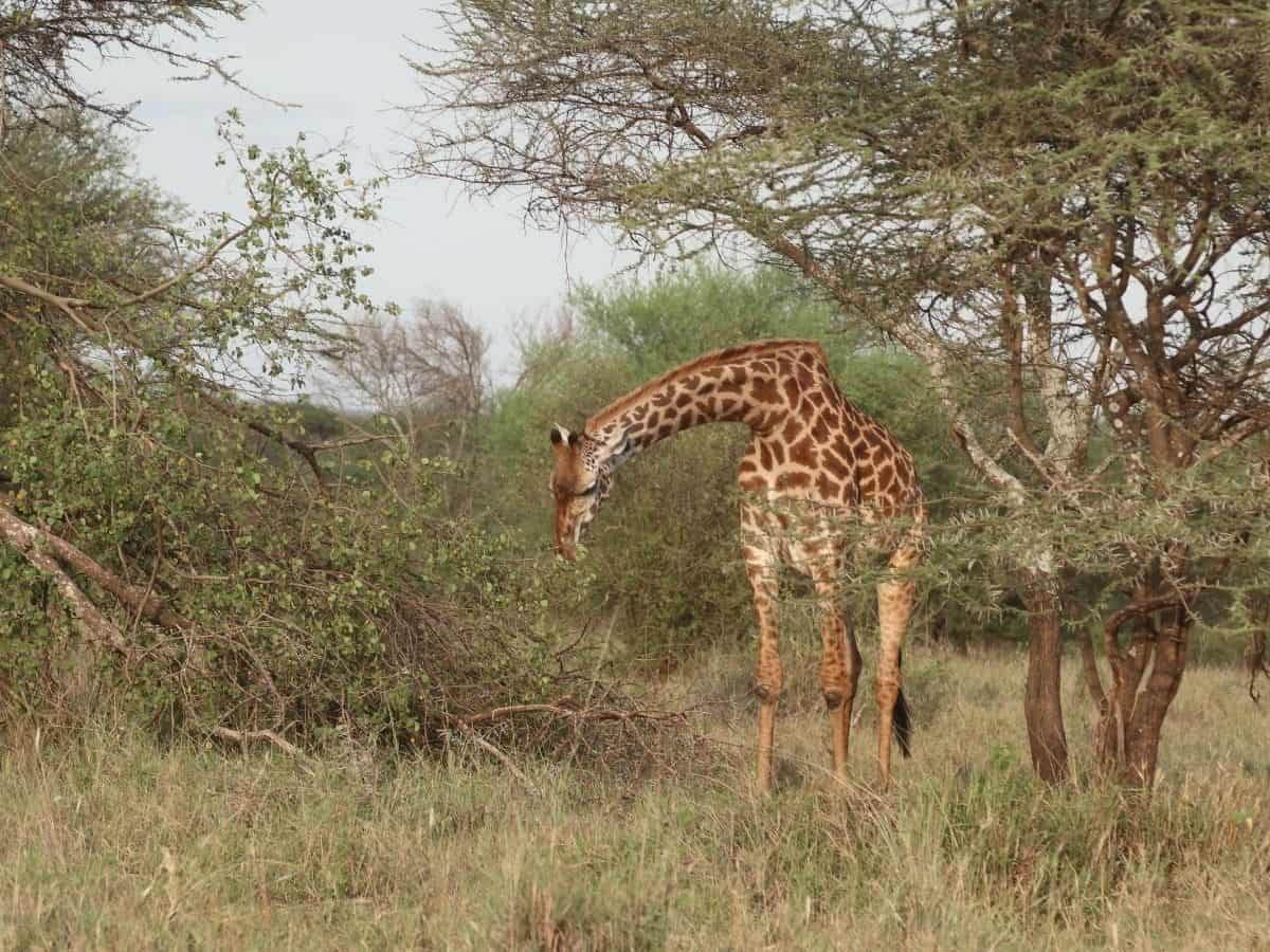 Giraffe zwischen Bäumen und Büschen in der Serengeti