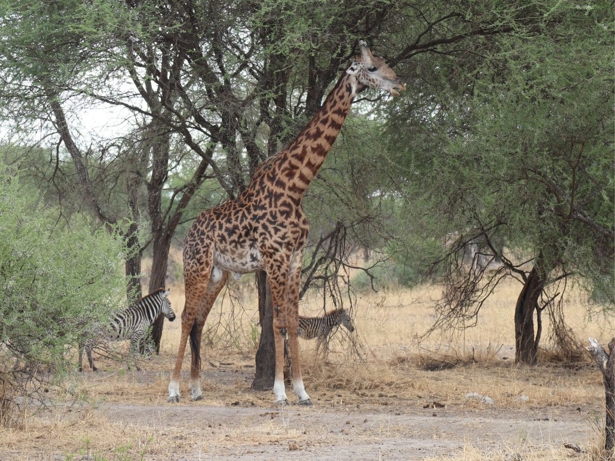 Giraffe und zwei Zebras im Tarangire Nationalpark