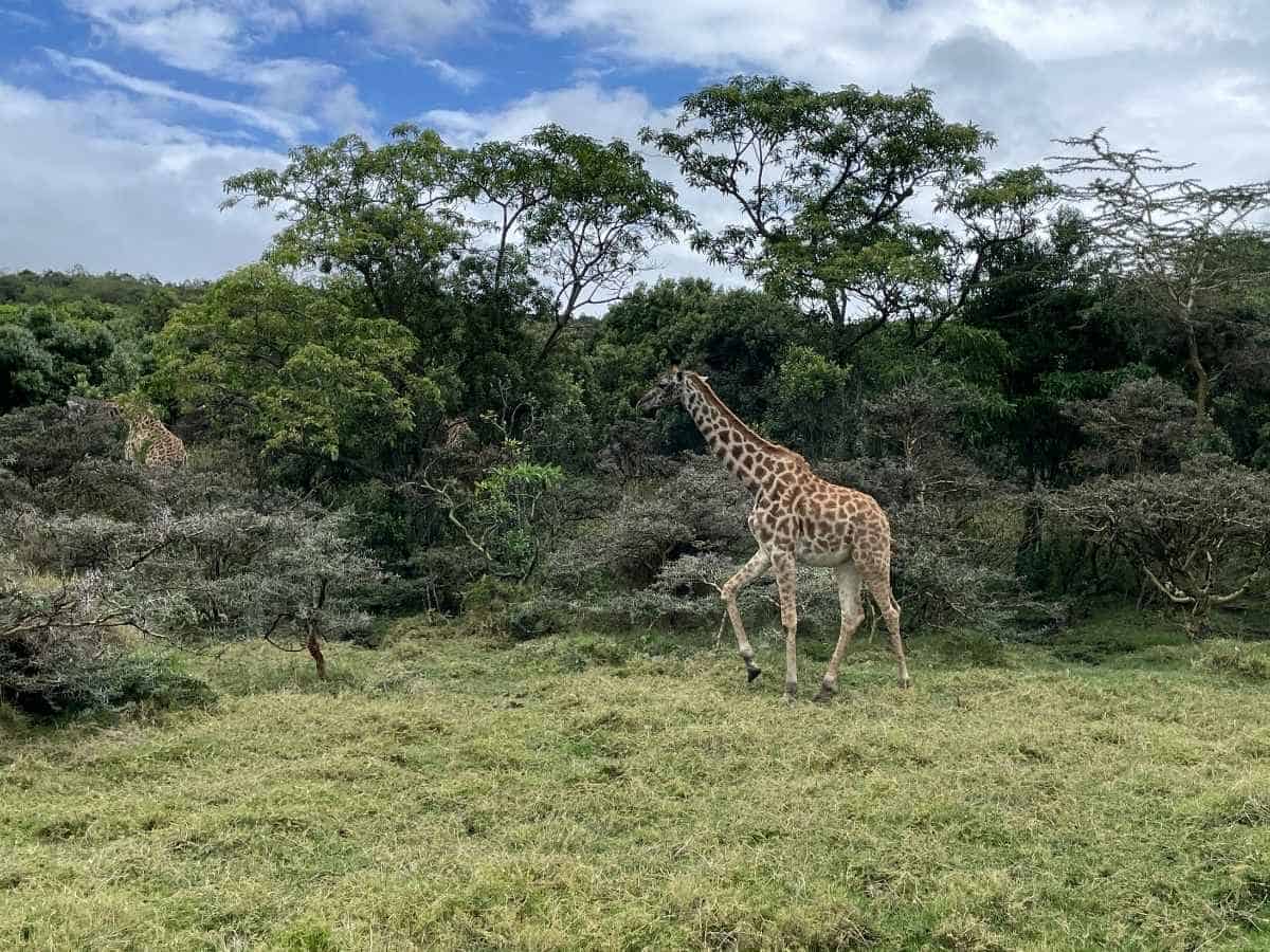 Giraffen vor grünen Akazienbäumen und frischem Gras während Walking Safari