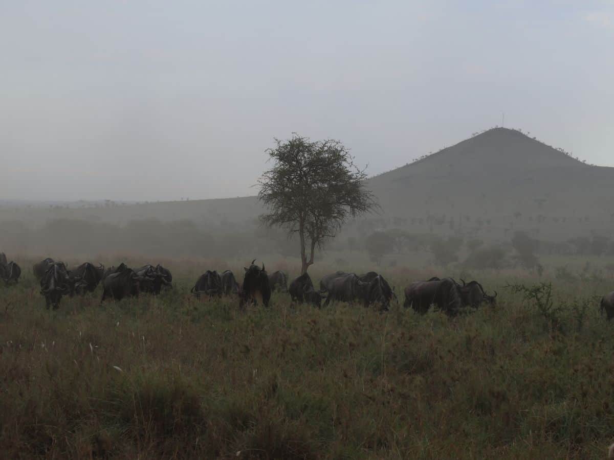 Gnuherde bei mystischer Abendstimmung in der Serengeti