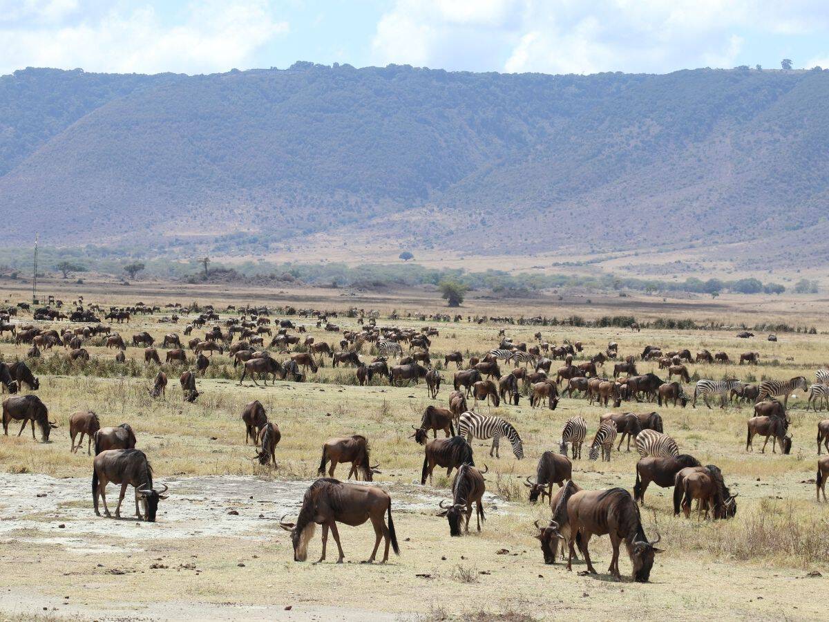 Herde von Gnus und Zebras im Ngorongoro Nationalpark