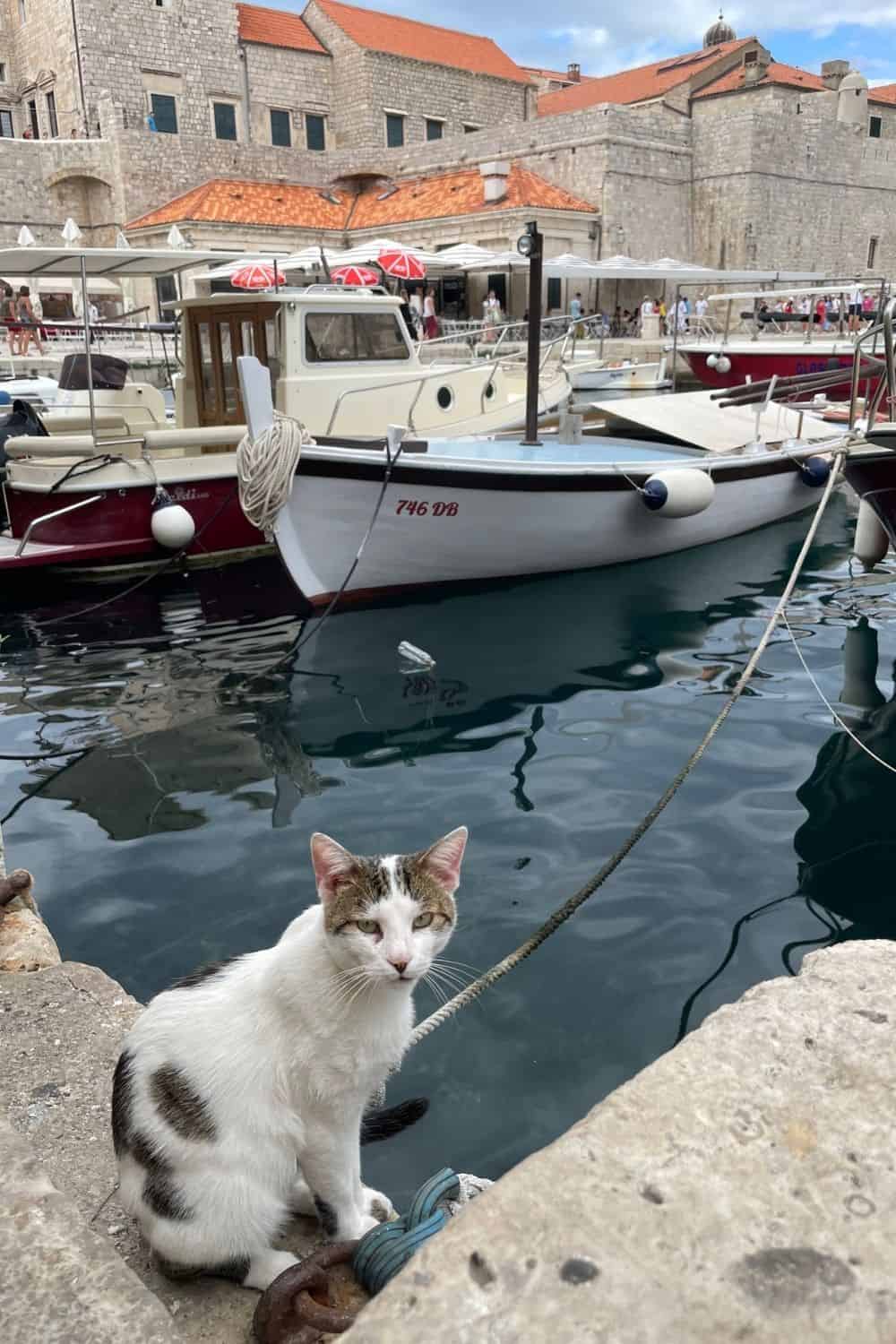 Dubrovnik Altstadt Hafen mit Booten und einer Katze
