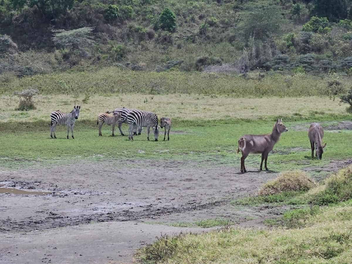 Wasserbock und Zebras am Wasser im Arusha Nationalpark