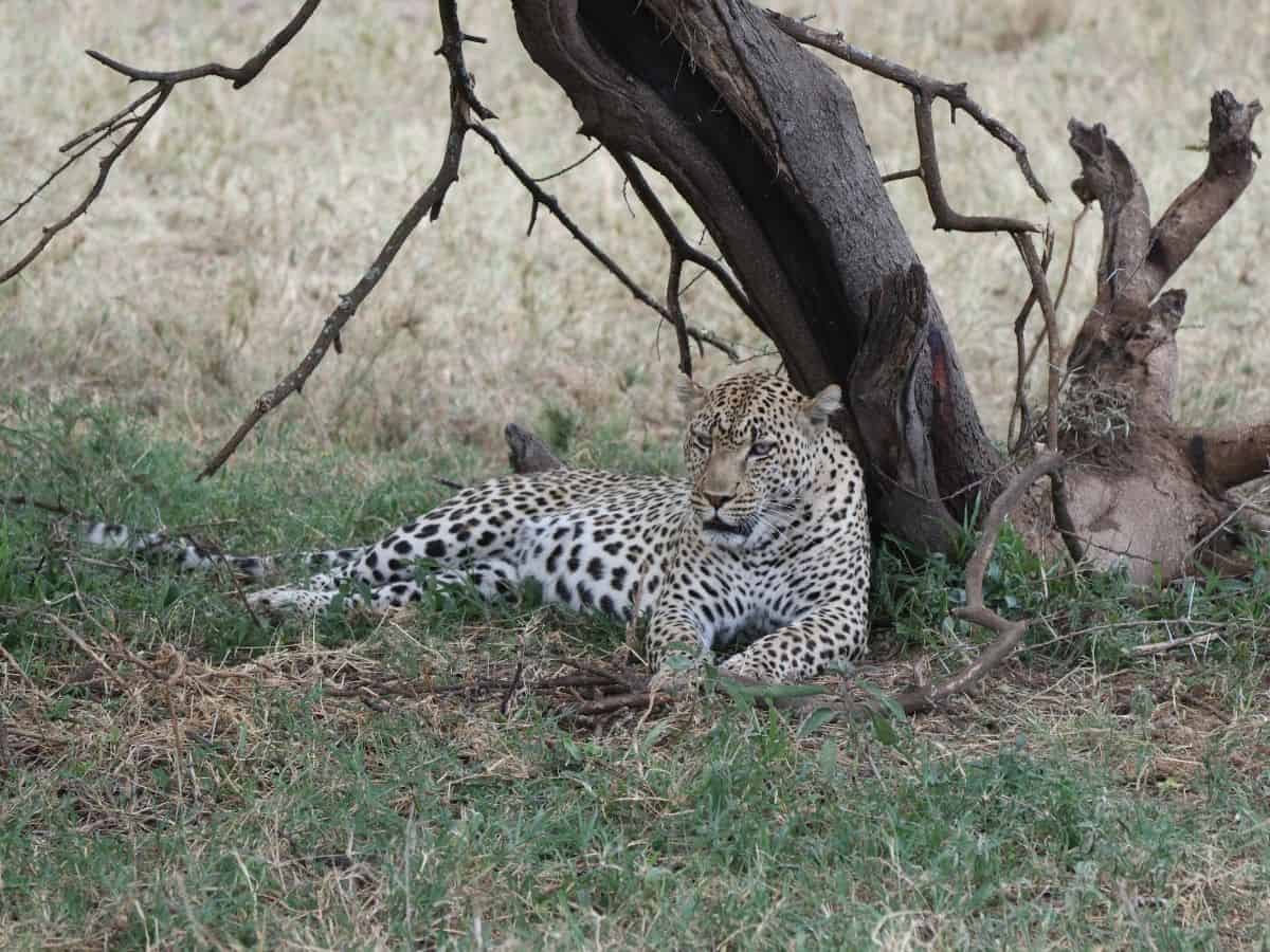 Leopard unter Baum in der Serengeti