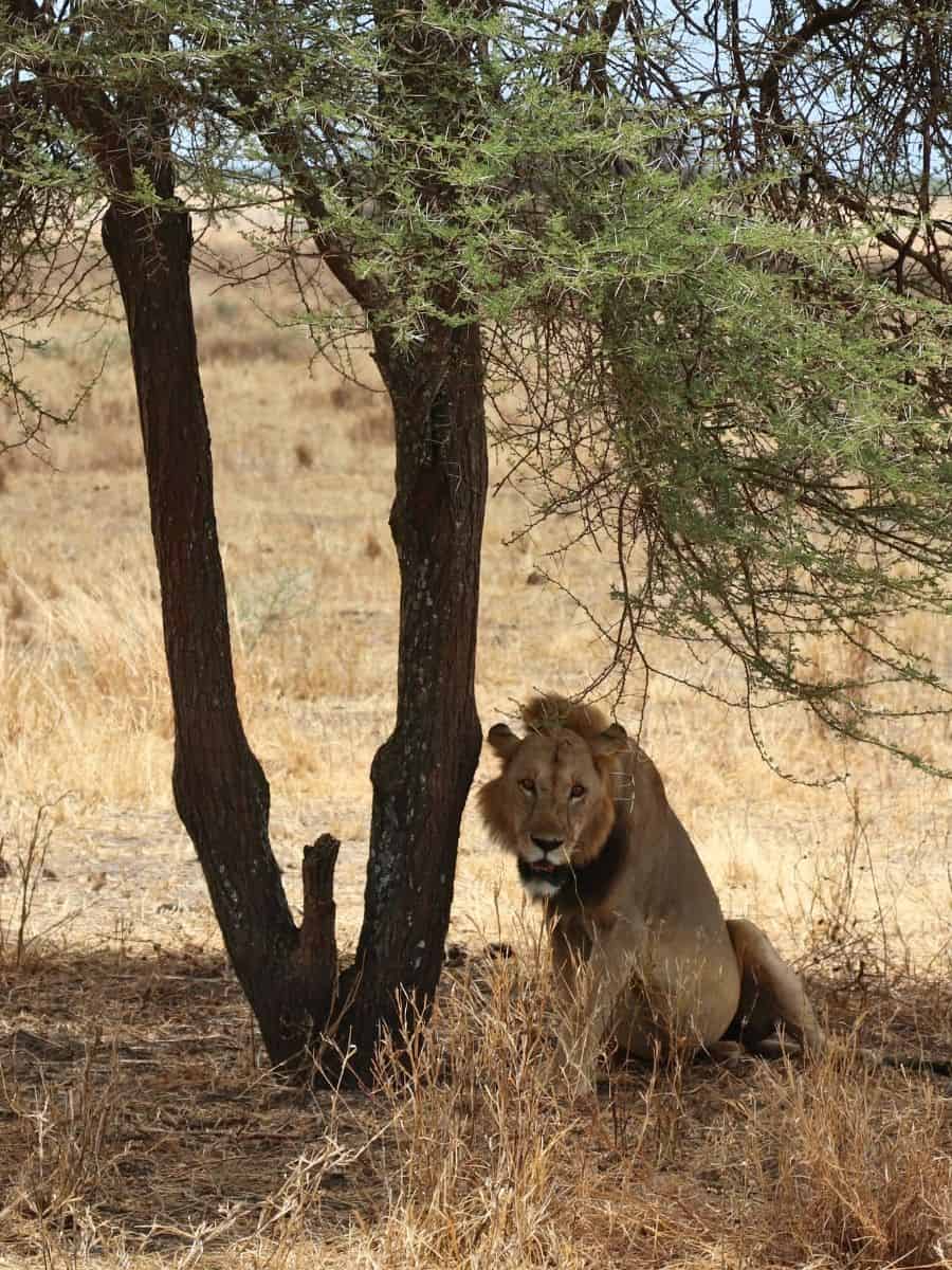 sitzender Löwe unter einem Baum im Schatten im Tarangire Nationalpark