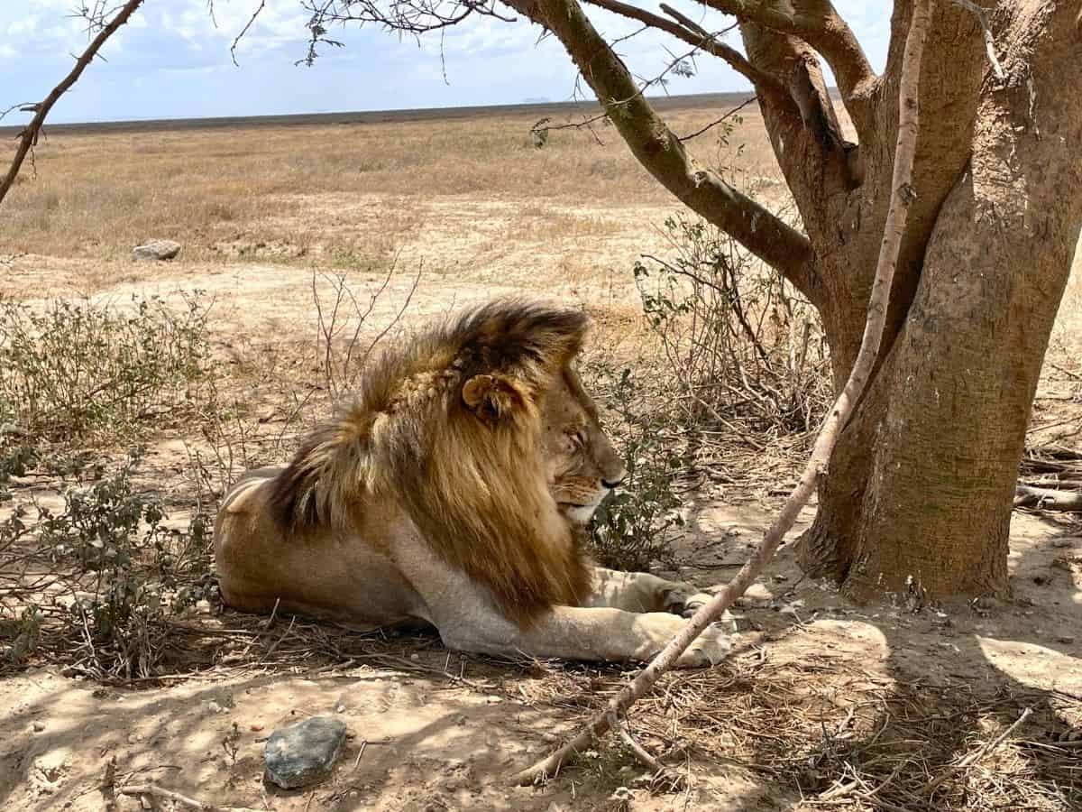 Löwe neben der Zufahrtsstraße zum Serengeti Nationalpark