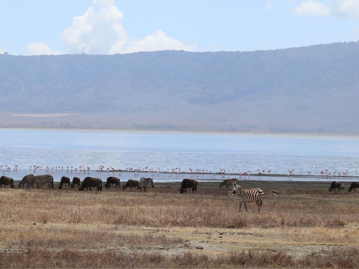 Blick auf Wildtierherden, Flamingos und den Salzsee im Ngorongoro Krater