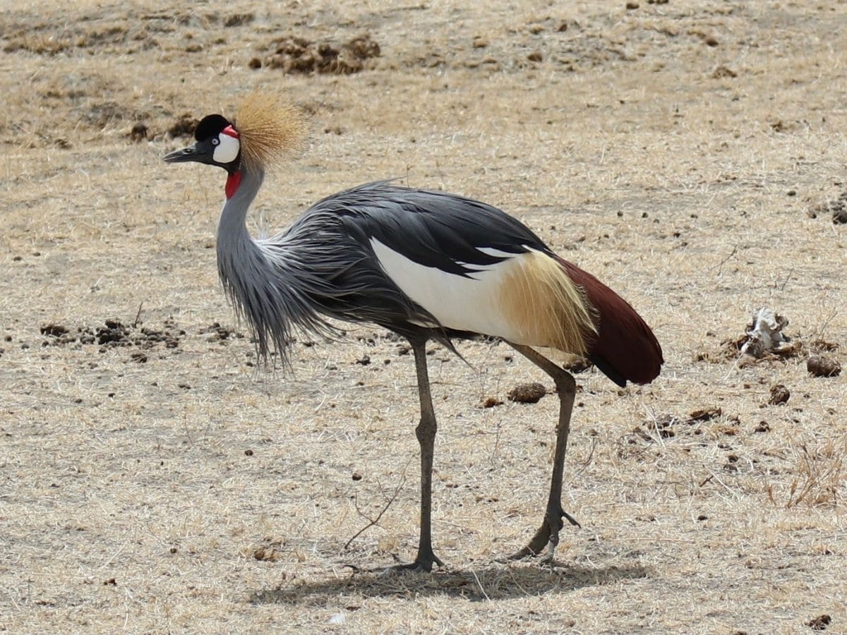 großer Vogel im Ngorongoro Krater in Tansania
