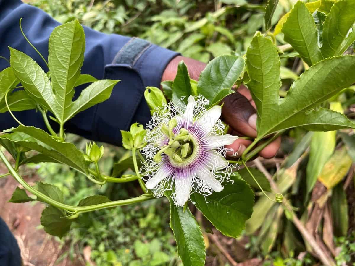 Maracuja-Blüte am Kilimandscharo