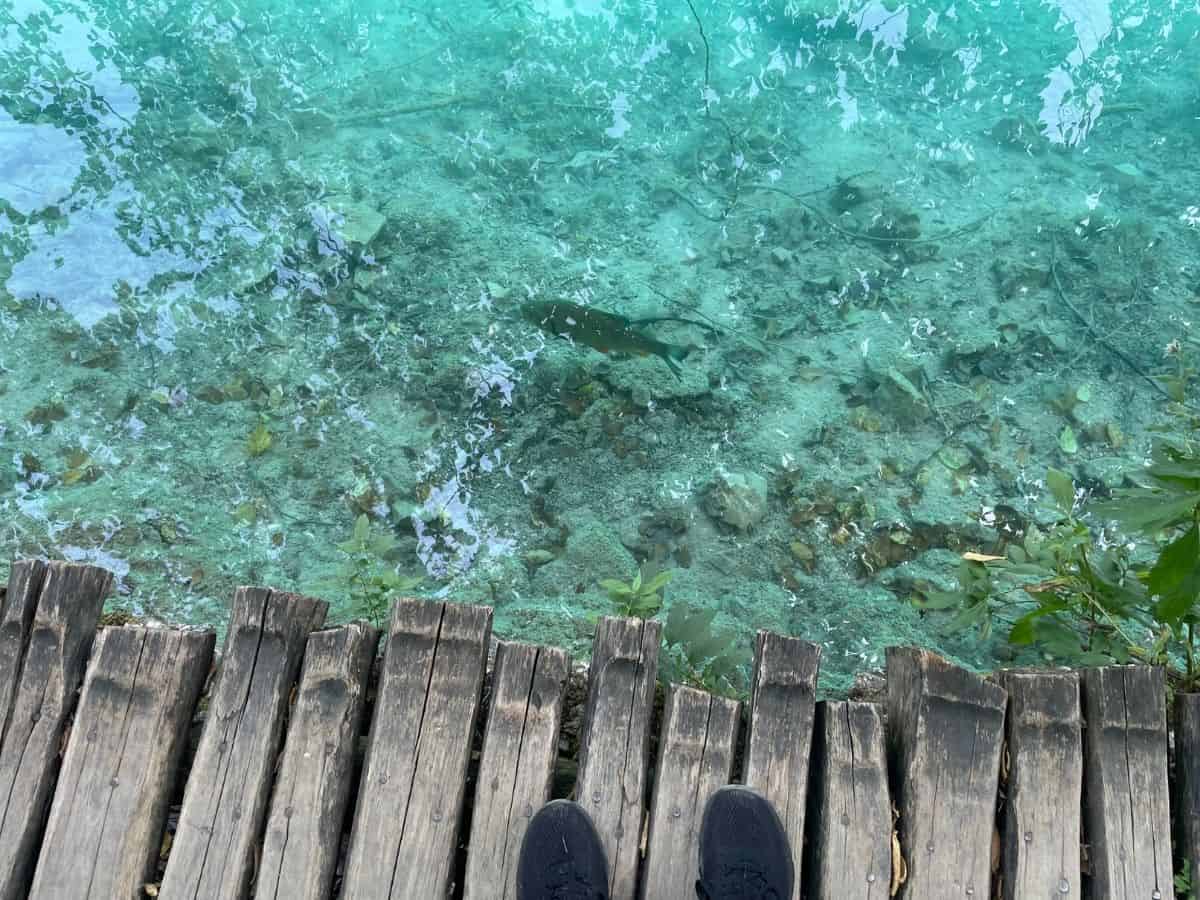 klares Türkises Wasser mit Fisch und Holzsteg bei den Plitvizer Seen
