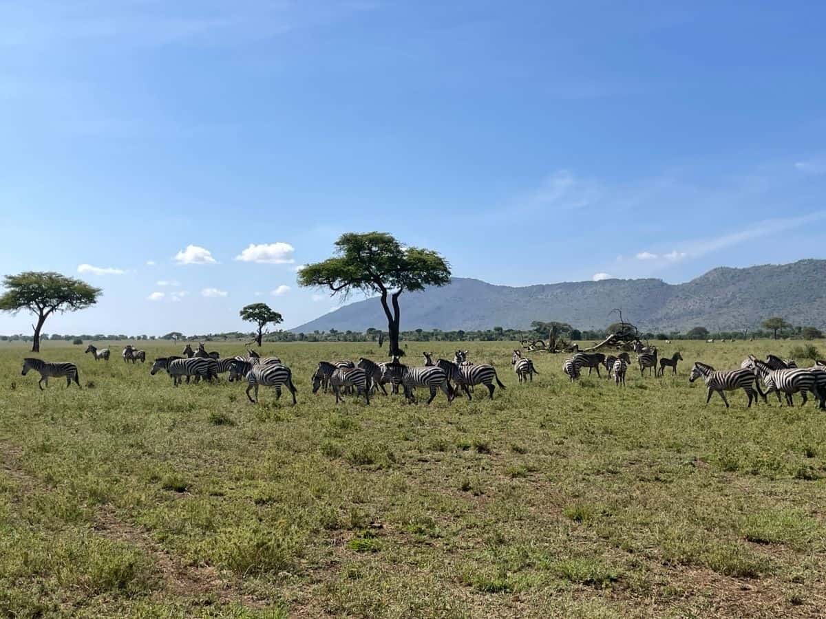 Zebraherde beim Grasen in der grünen Serengeti