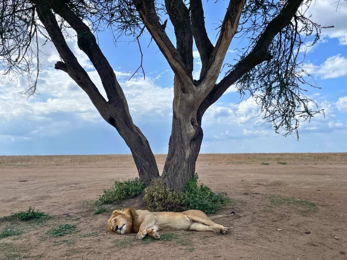 schlafender Löwe unter schattenspendendem Baum in der Serengeti