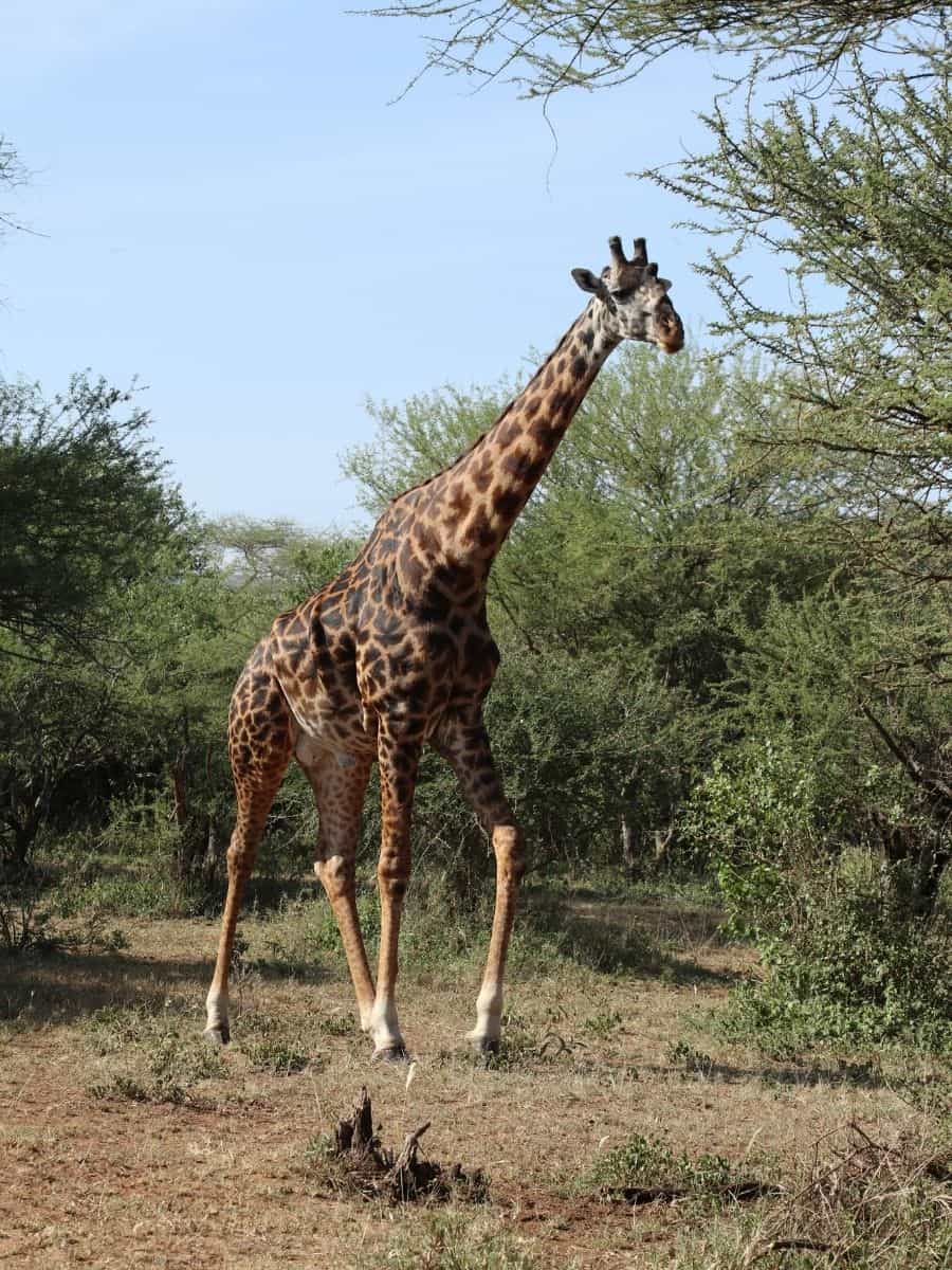 Giraffe im Gebüsch in der Serengeti