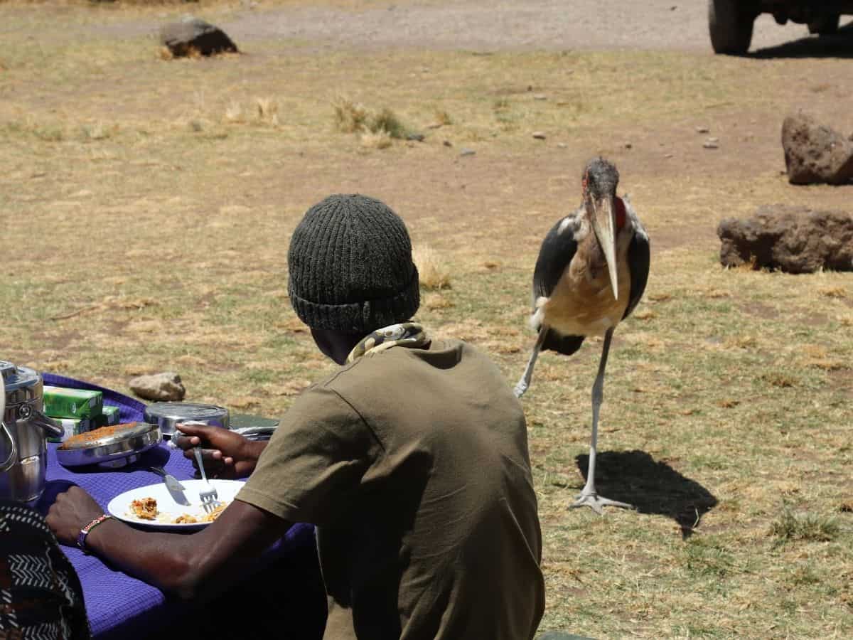 großer Vogel, der zu den Ugly 5 gehört neben einer essenden Person im Ngorongoro Krater Picknickareal