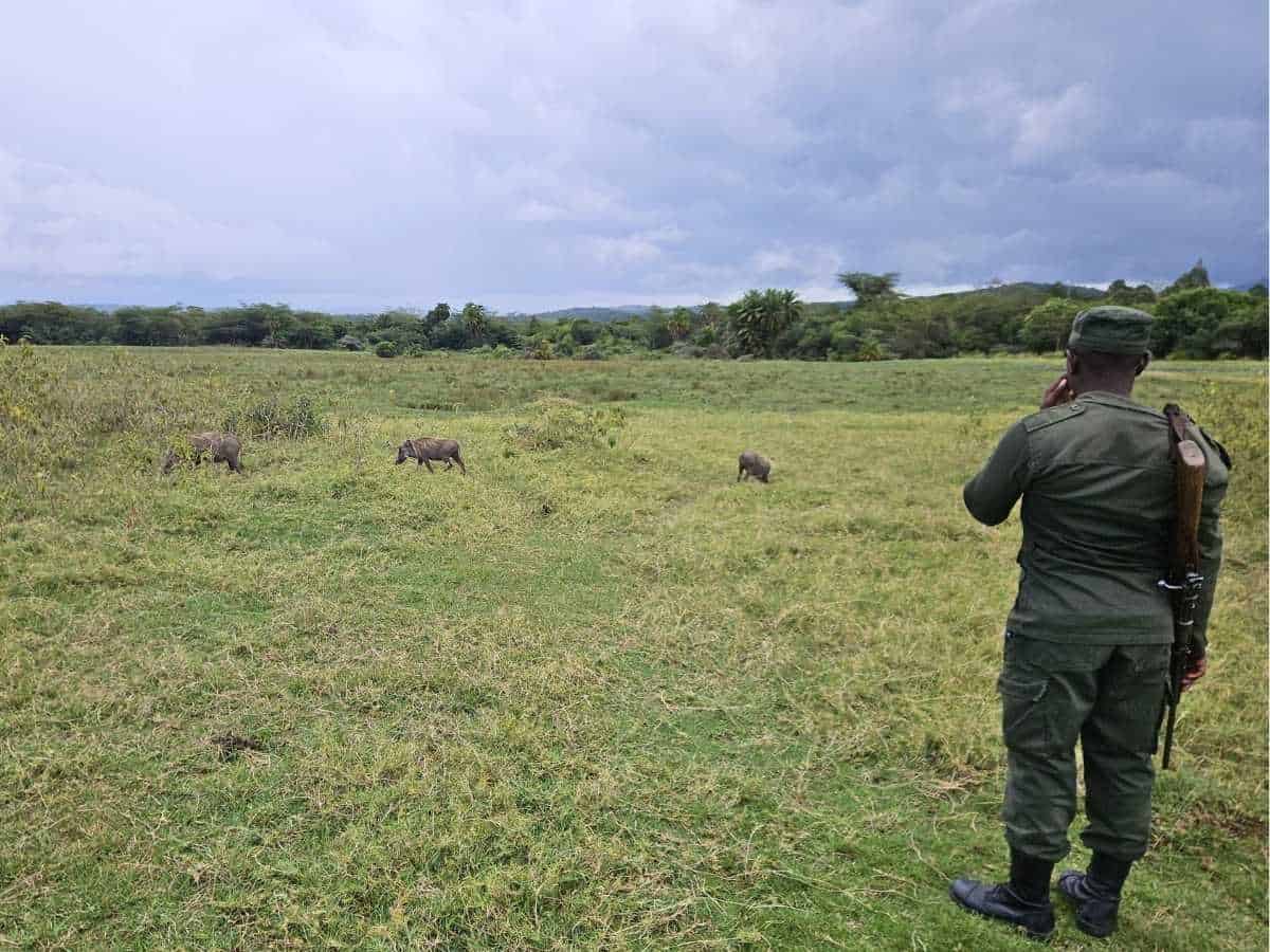 Wandersafari mit Ranger und Warzenschweinen im Hintergrund im Arusha Nationalpark