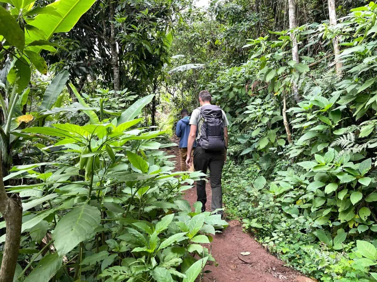 Die Wanderung führt durch Regenwald zum Materuni Wasserfall