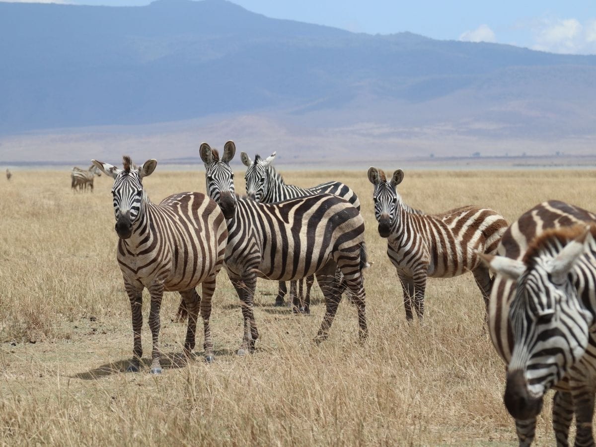Zebraherde im Ngorongoro Krater in Tansania