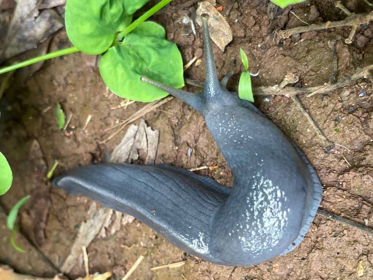 blaue Schnecke am Kilimandscharo