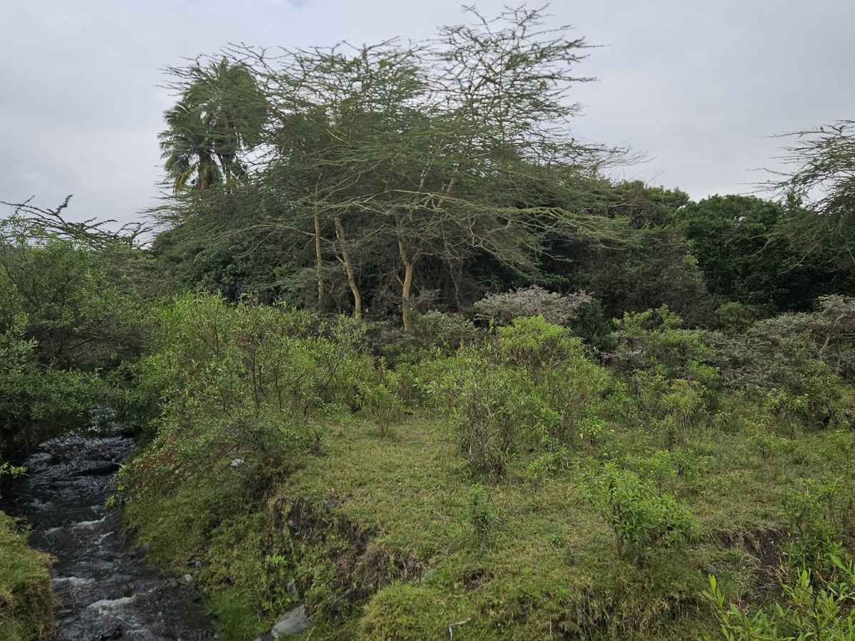 grüne Vegetation mit Fluss im Arusha Nationalpark