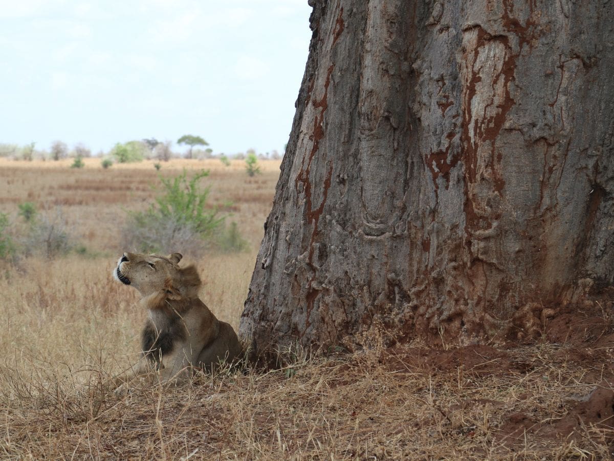 Löwe neben Baobab-Baum im Tarangire Nationalpark Tansania