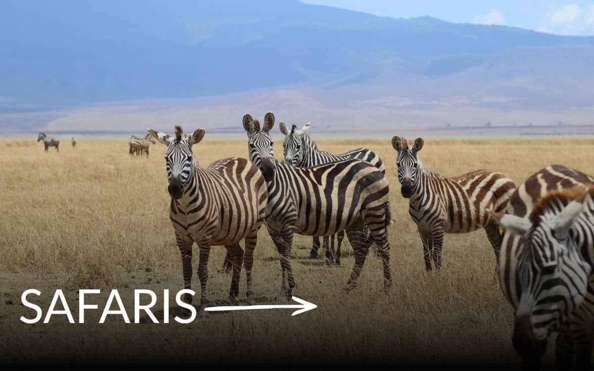 Zebras in der Savanne auf einer Safari